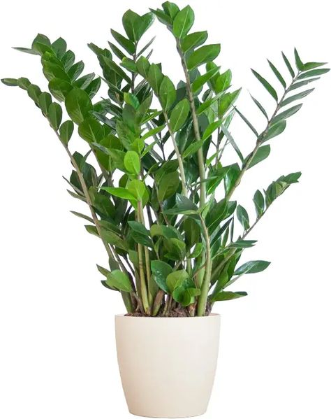 Best Indoor Plants For Beginners, Zamioculcas Zamiifolia, Christmas Cactus Plant, Zz Plant, Lucky Bamboo, Best Indoor Plants, Houseplants Indoor, Traditional Garden, Hardy Plants