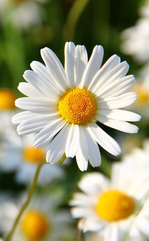 Close Up, Yellow, Flowers, Green, White