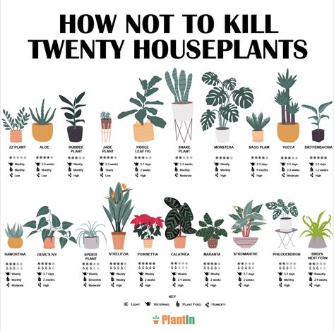 List Of House Plants, Pretty Plants Aesthetic, House Plant Tips, Plants Guide, Different Types Of Plants, Types Of Houseplants, Plant Care Guide, Flowering House Plants, Easy House Plants