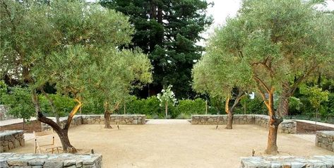 Olive Trees In Garden Border, Olive Tree Courtyard, Olive Trees Backyard, Wilsonii Olive Tree, Swan Hill Olive Tree, Fruitless Olive Tree Landscapes, Olive Tree Landscape Front Yards, Olive Tree Front Yard, Olive Hedge