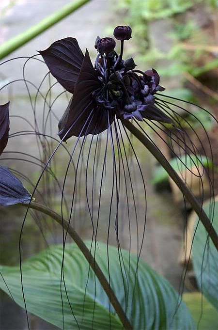 Tacca chantieri ,the black bat flower,an exotic tropical jungle lily species Bat Flower, Goth Garden, Orchid Photo, Gothic Garden, Black Garden, Dark Flowers, Unusual Plants, Unusual Flowers, Beautiful Orchids