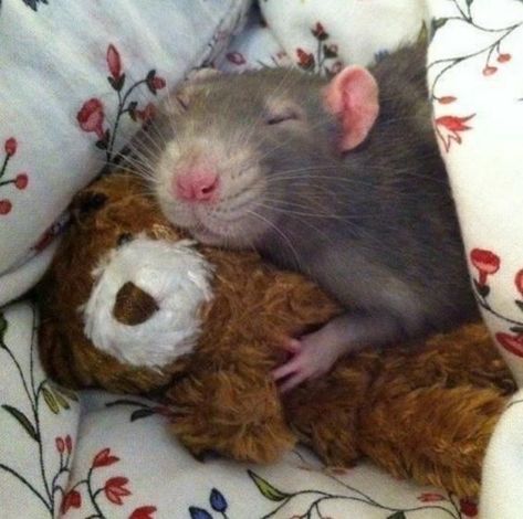 Cute Rat Aesthetic, Rattus Rattus, Funny Rats, Cute Small Animals, A Rat, Cute Rats, Pet Mice, Silly Cats Pictures, Cute Hamsters