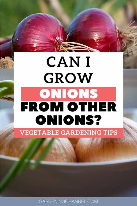 How do you grow onions from an onion? - Gardening Channel Onion Growing, Plant Onions, Onion Garden, Grow Onions, Regrow Vegetables, Growing Onions, Onion Bulbs, Onion Vegetable, Planting Onions