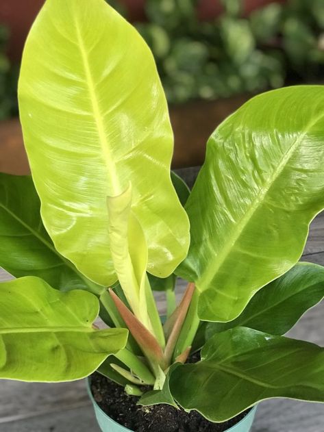 Large oval bright lemom lime leaves on Philodendron Moonlight  Houseplant411.com Philodendron Moonlight, Plant Tips, Green Chartreuse, Chartreuse Color, Philodendron Plant, Inside Plants, Easy Care Plants, Indoor Jungle, Unusual Plants