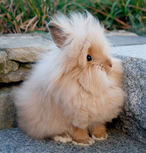 Bunny Lionhead, Rabbit Lionhead, Lion Head Bunny, Angora Bunny, Lionhead Bunny, Lionhead Rabbit, Pet Bunny Rabbits, Rabbit Pictures, Bunny Names