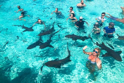 This Compass Cay Exuma Bahamas excursion is one of the most popular among day trippers! Nurse sharks bahamas are completely harmless! Bahamas Excursions, Exuma Pigs, Pig Island, Exuma Bahamas, Nurse Shark, Bahamas Travel, Lovely Creatures, Boat Dock, Free Travel