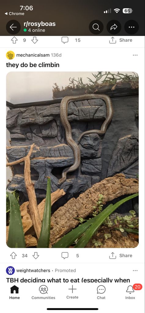 Rosy Boa Enclosure, Boa Enclosure, Rosy Boa, Snake Enclosure, Reptile Care, Crested Gecko, Rock Wall, Gecko, Snakes