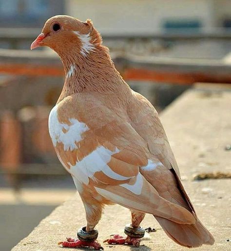 Brown And White Pigeon, Brown Pidgeons, Pegion Bird, Brown Pigeon, Beautiful Pigeons, Ankle Monitor, Fancy Pigeon, Fancy Pigeons, Brown Dove