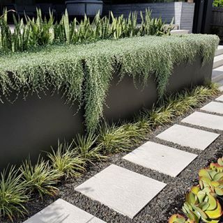 Dichondra Silver Falls playing its roll again by soften the edges of this retaining wall Plants For Retaining Walls, Dichondra Silver Falls, Plant Rosemary, Landscape Edging Stone, Silver Falls Dichondra, Garden Retaining Wall, Landscaping Retaining Walls, Silver Falls, Landscape Edging