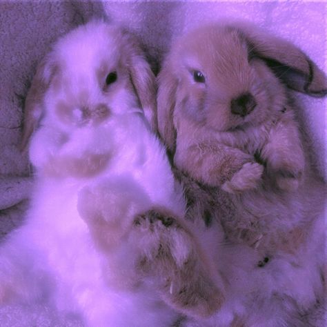 Purple Bunny Aesthetic, Bunnies Cute, Cutee Animals, Purple Bunny, Purple Animals, Bun Bun, Cute Kawaii Animals, Little Animals