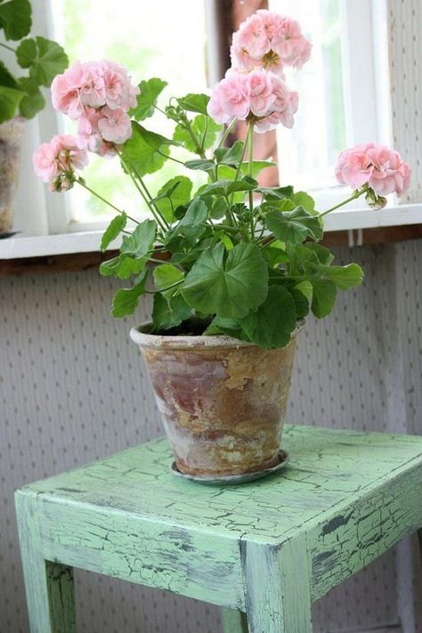 how-to-grow-geranium-indoors                                                                                                                                                                                 More Geraniums Indoors, Growing Geraniums, Pink Geranium, Potted Plants Outdoor, نباتات منزلية, Flower Pot Design, Deco Nature, Indoor Flowers, Have Inspiration