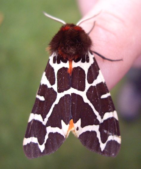 Garden Tiger (Arctia caja) 2. Garden Tiger Moth Tattoo, Tiger Moth Tattoo, Garden Tiger Moth, Tiger Moth, Moth Tattoo, Beautiful Butterflies, Moth, Bugs, Insects