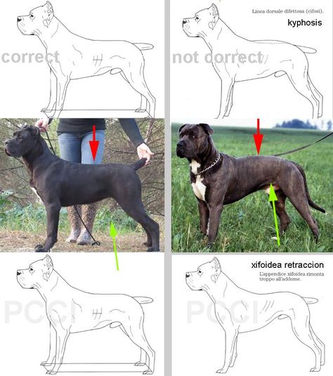 Dog Conformation, Dogs Cane Corso, Italian Mastiff Cane Corso, American Bulldog Scott, Dog Line Art Tattoo, Pitbull Facts, Big Dogs Breeds, Biggest Dog In The World, Dog Infographic