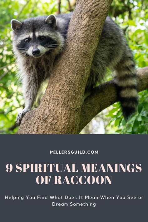 9 Spiritual Meanings of Raccoon Animals Symbolism, Baby Racoon, Flames Meaning, Native American Beliefs, Spirit Animal Meaning, Native American Totem, Animal Meanings, Spiritual Animal, Animal Spirit Guides