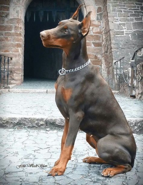 Red Doberman Blue Doberman, Doberman Puppies, Doberman Pinscher Puppy, Doberman Love, Doberman Pinscher Dog, Doberman Puppy, Doberman Dogs, Guard Dogs, Doberman Pinscher