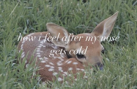 Online Diary, Oh Deer, Silly Animals, Baby Deer, Blogger Girl, Girl Blog, Silly Me, Just Girly Things, Spirit Animal