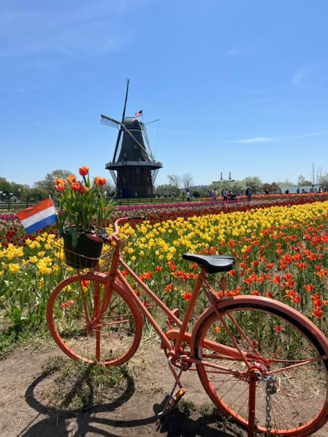 Tulip Field Amsterdam, Holland Tulip Festival, Amsterdam Tulip Festival, Dutch Culture Aesthetic, Tulip Festival Amsterdam, Nederland Aesthetic, Holland Tulip Fields, Netherlands Culture, Tulip Holland