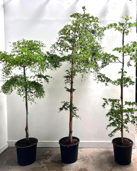 Which Bucida are you? (Bucida buceras ‘Shady Lady’ | Black Olive Tree) | Instagram Shady Lady Tree Indoor, Dubai Balcony, Shady Lady Tree, Black Olive Tree, Convenient Store, Plant Palette, Asparagus Fern, Shady Lady, Plants Indoor