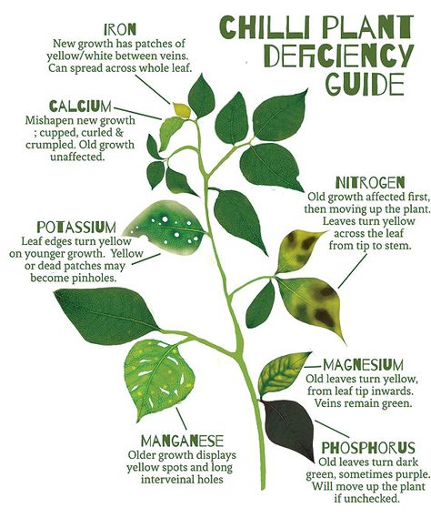 Chilli Plant Nutrient Guide Aquaponics Indoor, Plant Deficiencies, Chilli Plant, Aquaponics Diy, Hydroponic Farming, Hydroponics Diy, Planted Tank, Plant Hacks, Plant Nutrients