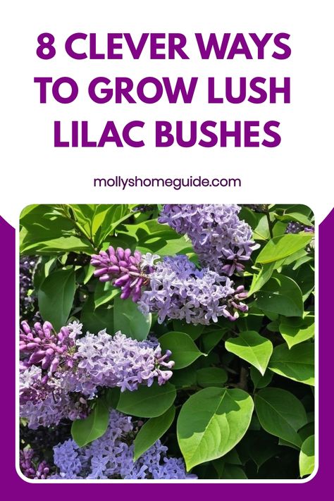 Discover the beauty of growing lilac bushes with these expert tips and tricks! Learn how to cultivate stunning lilac blooms in your garden with our comprehensive guide. From soil requirements to pruning techniques, we've got you covered every step of the way. Elevate your gardening skills and create a vibrant oasis filled with fragrant lilac flowers that will enchant all who visit. Unleash the full potential of your outdoor space by mastering the art of growing flourishing lilac bushes. Lilac Care, Lilac Varieties, Leaf Mulch, Lilac Bush, Decorative Plants, Lilac Bushes, Lilac Tree, Landscape Garden, Lilac Flowers