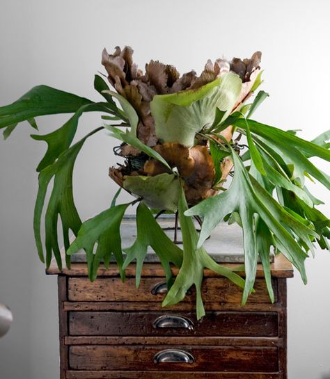 Staghorn Fern - Indoor Plants - Country Living one of my favorite plants Platycerium Bifurcatum, Staghorn Fern, Fiddle Leaf Fig Tree, Best Indoor Plants, Indoor Gardens, Plant Life, Green Plants, Ikebana, Air Plants