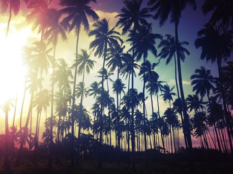 Palm tree field on Kauai at sunset. Goldfish Kiss, Summer Tumblr, Trendy Wallpaper, Iphone Wallpaper Vintage, Summer Dream, Vintage Summer, Kauai, Summer Of Love, Goldfish