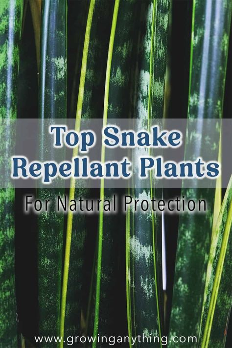 Top 21 Snake Repellant Plants for Natural Protection 2024 Snake Repellent Plants, Snake Repellant Plants, Snake Repellant, Snake Repellent, Agapanthus Plant, Ruta Graveolens, Society Garlic, Fence Plants, Dracaena Plant