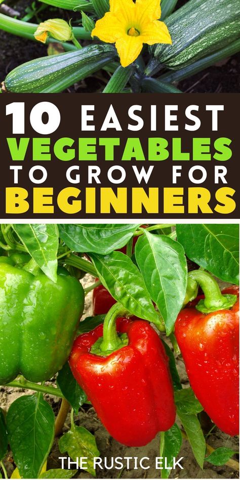 Discover the joy of gardening with our top tips for beginners! Find out which vegetables are the easiest to grow, even if you've never planted before, plus how to start and grow each one. Get started on your green thumb journey and enjoy fresh, home-grown produce straight from your backyard. Your beginner gardener success starts here! How To Start Vegetable Garden, How To Grow Vegetables At Home, Fruit And Vegetable Garden, Easiest Vegetables To Grow, Start Gardening, Growing Your Own Food, When To Plant Vegetables, Growing Garden, Vegetables To Grow