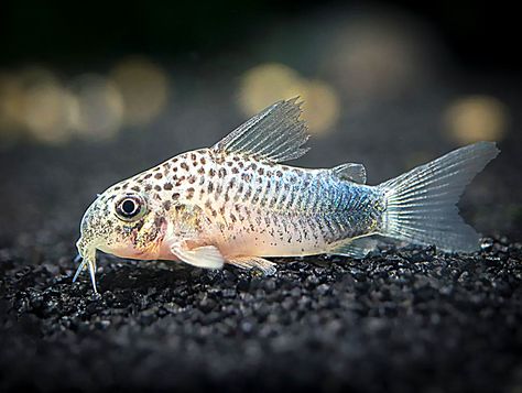 Corydoras Catfish, Cory Catfish, Undersea World, Fishing For Beginners, Aquatic Animals, Fish Tanks, Phish, Aquascaping, Freshwater Fish