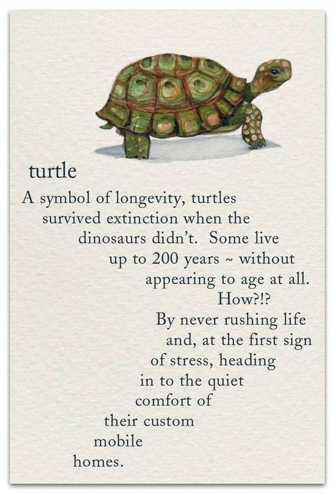 Spirituality Turtle Meaning, Turtle Spirit Animal, Turtle Symbolism, Turtle Quotes, Logo Meaning, Pet Condolences, Turtle Birthday, Turtle Tattoo, Symbols And Meanings