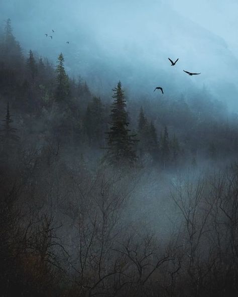 Spooky Scotland, Moody Scotland, Scotland Aesthetic, Moody Forest, Spooky Forest, Scotland Landscape, Glen Coe, Scotland Highlands, Europe Winter