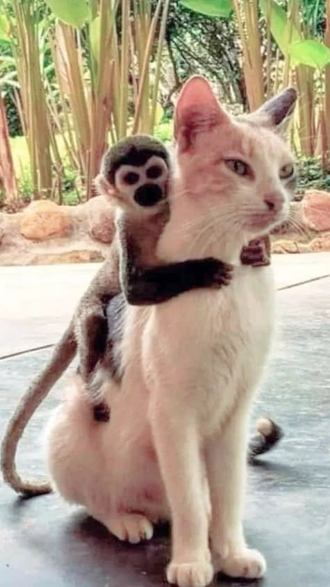 Unusual Animal Friends, Unlikely Animal Friends, Unusual Animal Friendships, Animals Friendship, Unusual Animals, Cute Cats And Kittens, Weird Animals, Cute Animal Pictures, Sweet Animals