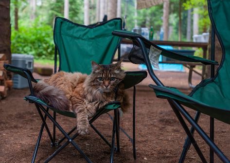 Camping with a cat sitting on a camping chair Cat Camping, Introvert Cat, Camping Buddy, Camping With Cats, Pet Camping, Adventure Cat, Camp Life, Senior Cat, Cat Backpack