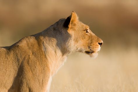 Female Lion Side Profile, Lioness Side Profile, Lioness Poses, Female Lion Aesthetic, Lion Reference Photo, Lion Side Profile, Lion Side View, Lion Female, Lion Anatomy