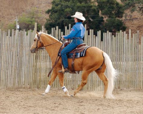 World champion trainer Sandy Collier shares her core horse training secrets in her book, 'Reining Essentials: How to Excel in Western?s Hottest Sport,' adapted for Horse & Rider magazine. Western Dressage, Horse Training Tips, Riding Lessons, Western Riding, Equestrian Boots, Her Book, Western Horse, Horse Training, World Champion