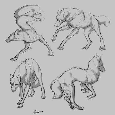 Wolf Poses, Wolf Sketch, Canine Drawing, Dog Anatomy, Wolf Artwork, Dog Poses, 강아지 그림, Animal Study, Wolf Drawing