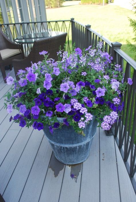 Screen Porches, Purple Petunias, Flower Baskets, Container Gardening Flowers, Purple Garden, Hanging Flower, Planter Ideas, Garden Containers, Flower Care