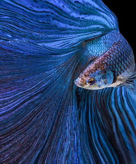 35 Serene and Calming Pictures I Captured Of Betta Fish Calming Pictures, Beta Fish, Exotic Fish, Stretched Canvas Wall Art, Large Artwork, Beautiful Fish, Photorealism, Fish Art, Betta Fish