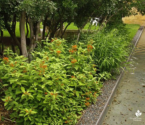 Mexican Honeysuckle | Central Texas Gardener Mexican Honeysuckle, Deer Resistant Shade Plants, Windmill Landscaping, Sand Hollow, Texas Native Plants, Deer Resistant Perennials, Sea Oats, Arizona Landscape, Texas Gardening