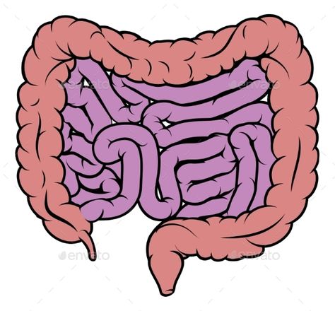 Intestine Gut Digestive System Diagram #Gut, #Intestine, #Digestive, #Diagram Intestines Anatomy, Small Intestine, Human Body Art, Diagram Design, Anatomy Drawing, Drawing Easy, Anatomy Art, Digestive System, Logo Icons