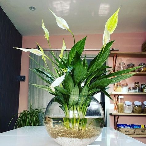 Clear Plant Pot, Plants In Clear Pots, Flowers That Grow In Water, Hydroponic House Plants Ideas, Plants That Live In Water, How To Grow Peace Lily In Water, Peace Lilly In Water, Plants That Grow In Water, Best Plants To Grow In Water