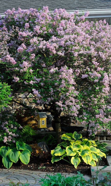 Lilac Backyard, Lilac Tree Landscaping, Korean Lilac Tree, Korean Lilac, Lilac Bushes, Lilac Tree, Vintage Craftsman, Pool Landscape, Future Garden