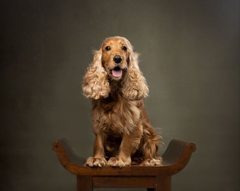 Dogs Photography, Animal Photoshoot, Studio Portrait Photography, English Cocker, English Cocker Spaniel, Studio Portrait, Fine Art Portraits, Dog Photography, Studio Portraits