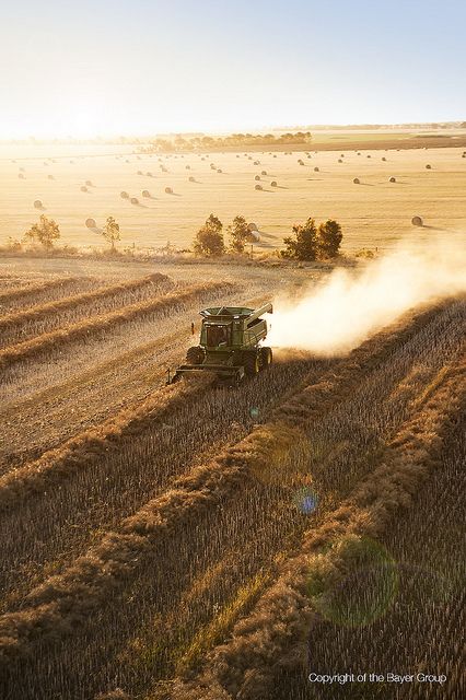 Agriculture Aesthetic, Harvest Aesthetic, Farm Life Quotes, Farmer Working, Farming Photography, Farming Land, Agriculture Photography, Farm Aesthetic, Crop Farming