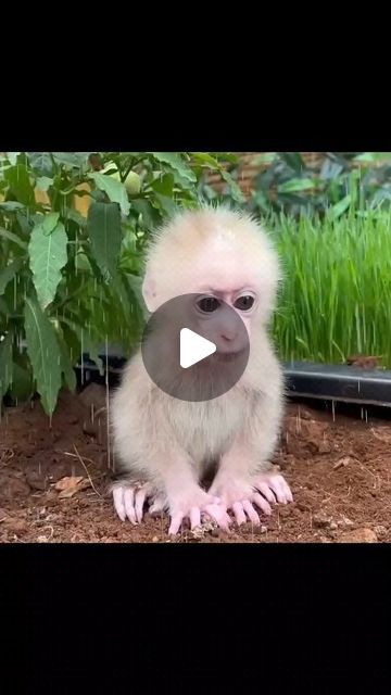 Baby Monkey on Instagram: "Brother love. #cutebaby #cutemonkey #babymonkey #monkeys #monkey #animalworld2855 #animal #funnyvideos" Good Morning Monkey Funny, 3 Monkeys Funny, Finger Monkey For Sale, Baby Monkey For Sale, Capuchin Monkey Pet, Pet Monkey For Sale, Funny Monkey Videos, Baby Monkey Videos, Monkey Funny Videos