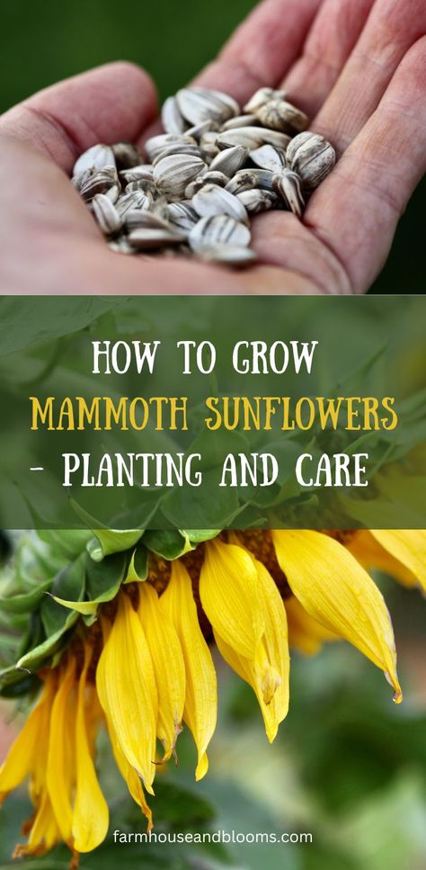 two pictures, one of a hand holding mammoth grey striped sunflower seeds, and one of a yellow mammoth grey striped sunflower Sunflowers Planting Ideas, Growing Sunflowers From Seed, When To Plant Sunflowers, Planting Sunflower Seeds, Mammoth Sunflower, Types Of Sunflowers, Growing Sunflowers, Giant Sunflower, Planting Sunflowers