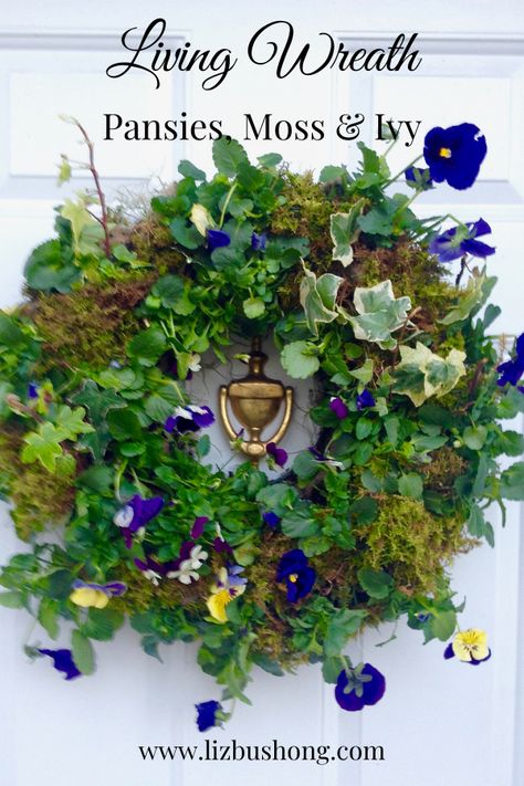 How to Make a Living Wreath - Liz Bushong Backyard Nursery, Pansy Wreath, Ivy Wreath, Wave Petunias, Living Wreath, Individual Flowers, Diy Spring Wreath, Material Wreaths, Ivy Plants