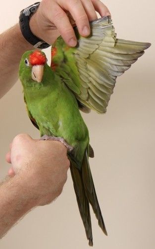 Should you trim #parrots flight feathers? How do you clip your #petbird wings? Assuming that your bird is an adult and already knows how to fly..  #companionparrot #parrot Dnd Cultist, Knight Mask, Clipped Wings, Parakeet Care, Parrot Wings, Parrot Care, Bird Room, Flight Feathers, Parrot Cage