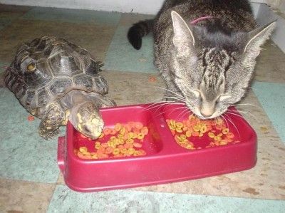 My two fav animals together Cats And Turtles, Two Animals Together, Cat And Turtle, Two Turtles, Russian Tortoise Diet, Turtle Cute, Russian Tortoise, Awesome Owls, Random Animals