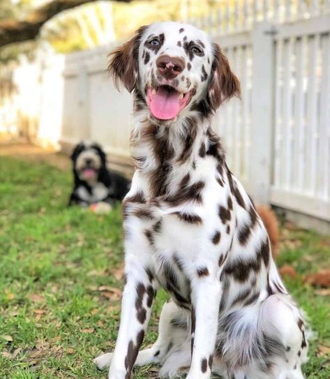 Brown Dalmatian Puppy, Long Coated Dalmatian, Dalmatian Long Hair, Long Haired Dalmatian Puppy, Long Coat Dalmatian, Pretty Dog Breeds, Fluffy Dalmatian, Long Haired Dalmatian, Brown Dalmatian